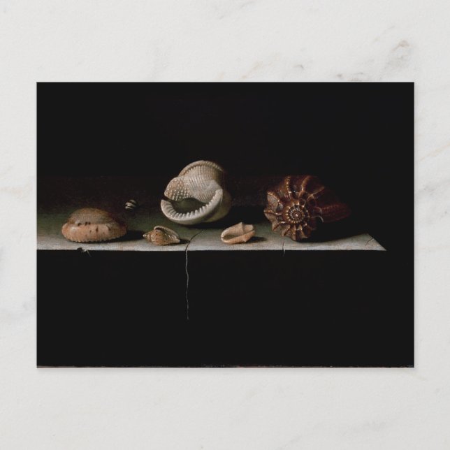 Carte Postale Six coquilles sur un plateau de pierre, 1696 (Devant)