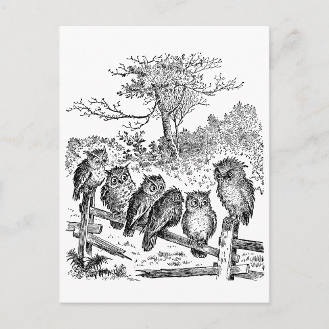 Carte Postale Six Petits Chouettes assis sur une clôture brisée (Devant)