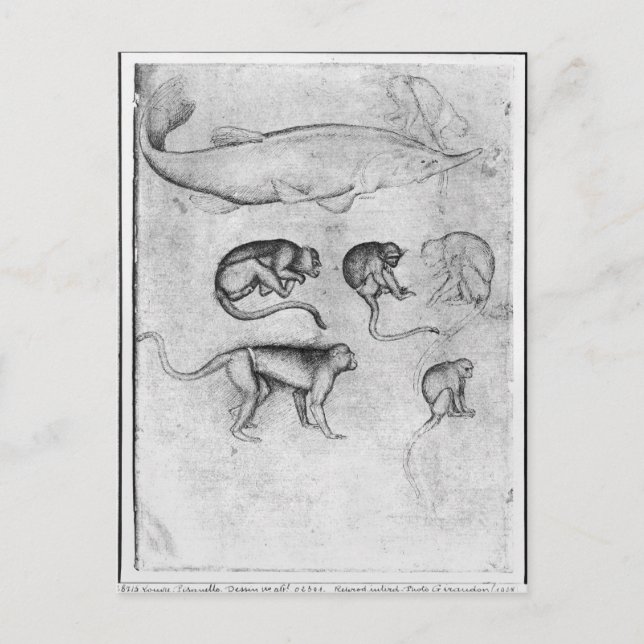 Carte Postale Six singes et un esturgeon (Devant)