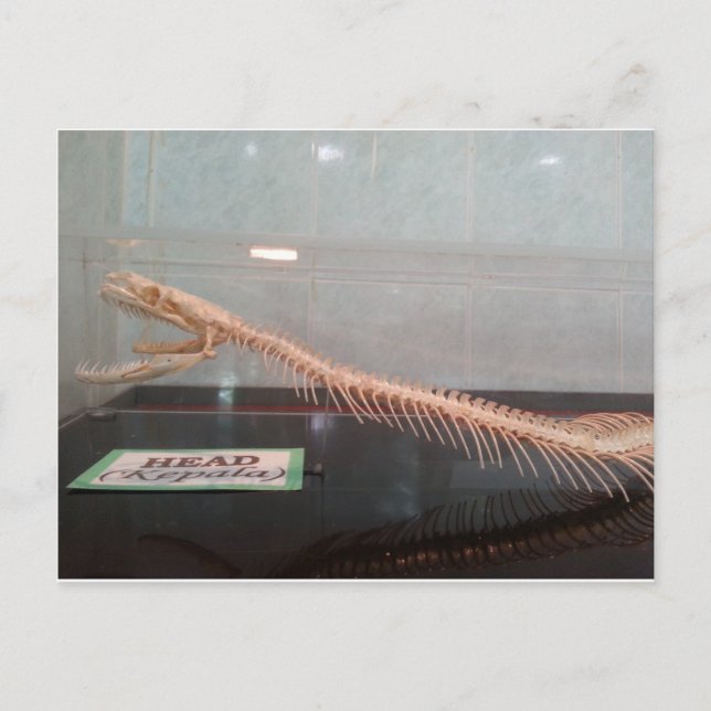 Carte postale Skelton Head Snake (Devant)