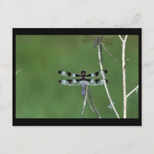 Carte Postale Skimmer à douze points