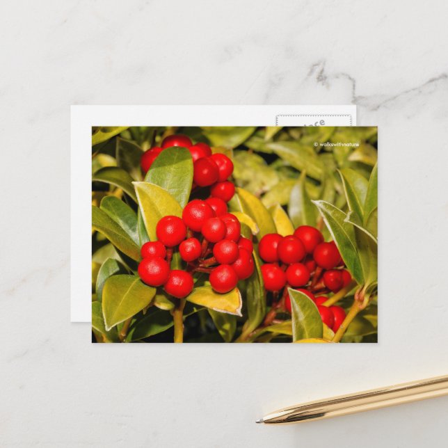 Carte Postale Skimmia Japonica Berries et Feuilles (Devant/Arrière en situation)