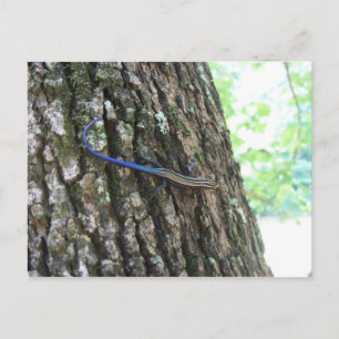 Carte Postale Skink à queue bleue