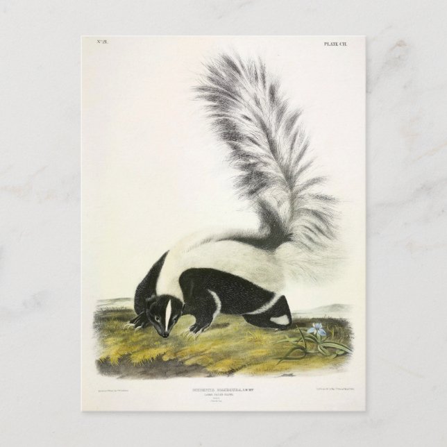 Carte Postale Skunk à capuchon ou Skunk à grande queue d'Audubon (Devant)