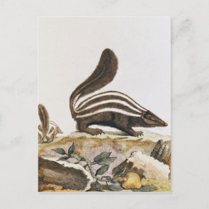 Carte Postale Skunk, de 'Histoire Naturelle' de