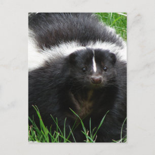 Carte postale Skunk Photo