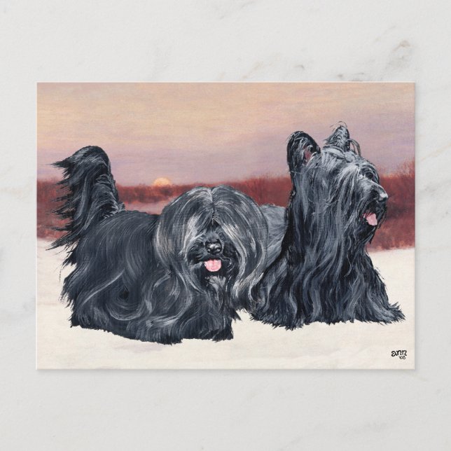 Carte Postale Skye Terriers marche au coucher du soleil (Devant)