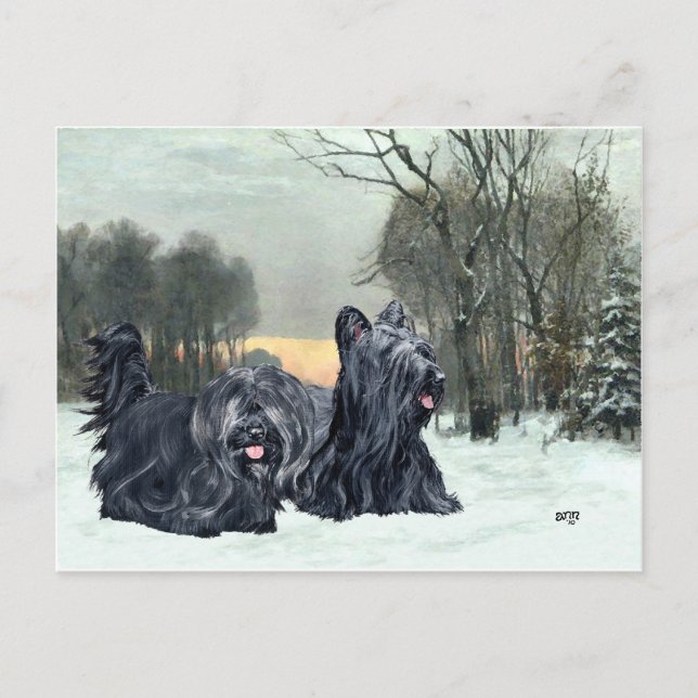 Carte Postale Skye Terriers Snowset (Devant)