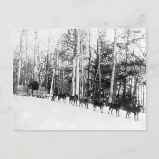 Carte Postale Sledding de chien d'Alaska