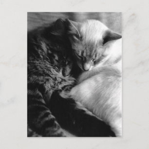 Carte Postale Sleeping Cats Postcards
