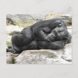 Carte Postale Sleeping Chimpanzee Postcard
