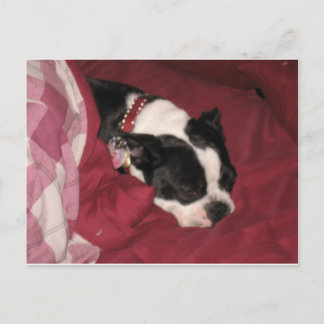 Carte postale Sleepy Boston