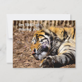 Carte postale Sleepy Tiger