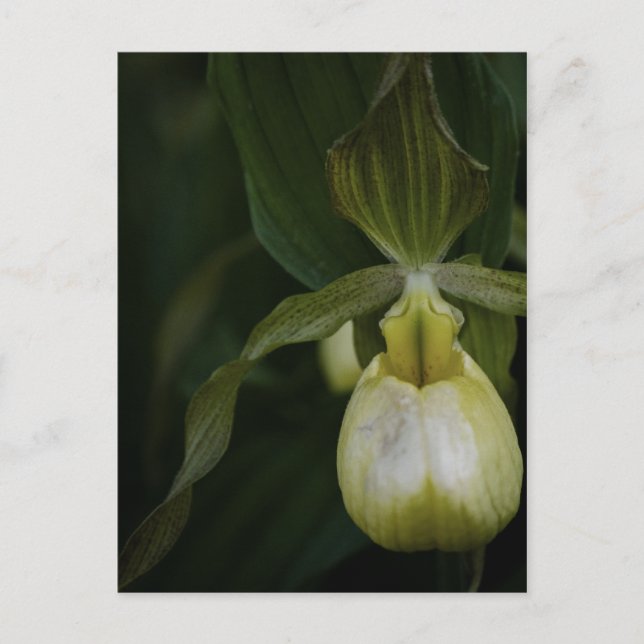 Carte postale Slipper 2 jaune (Devant)