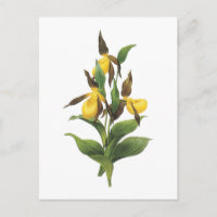 slipper de dame (Cypripedium sp.) par Redouté
