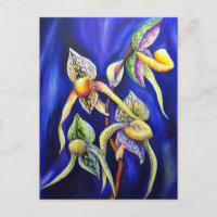 Slipper de la dame de Paphiopedilum