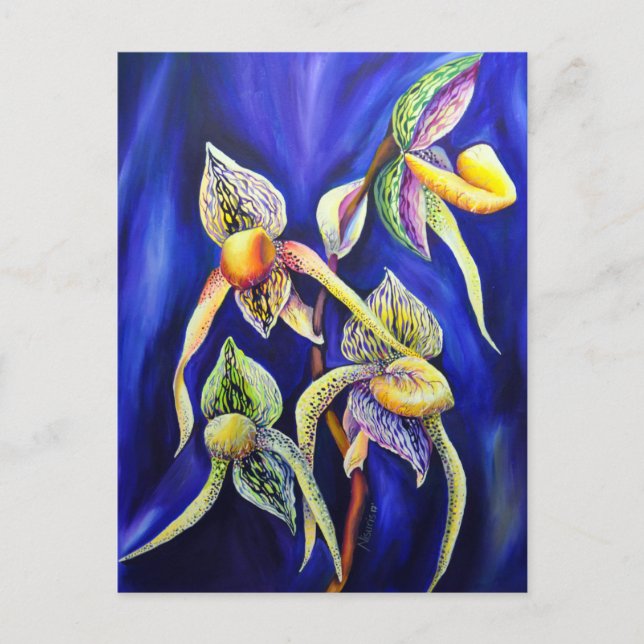 Carte Postale Slipper de la dame de Paphiopedilum (Devant)