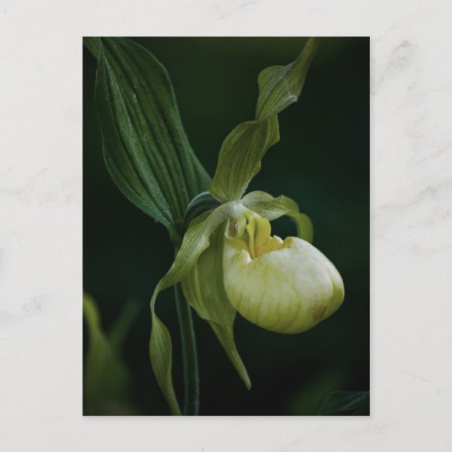 Carte postale Slipper Jaune (Devant)