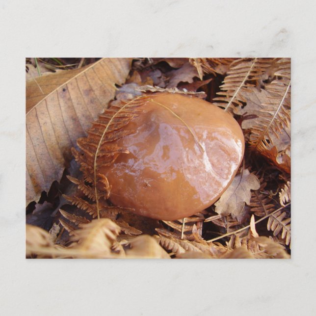 Carte postale Slipperpery Jack Mushroom (Devant)