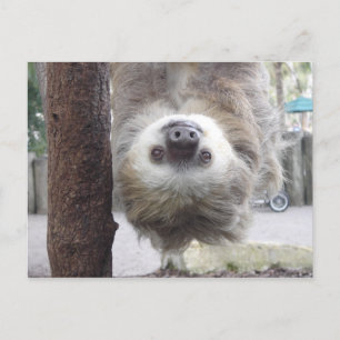 Carte postale Sloth