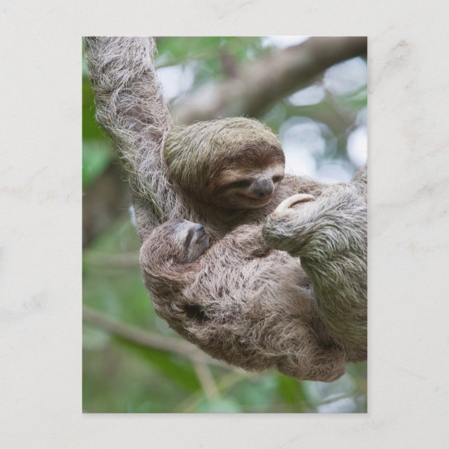 Carte Postale Sloth Baby avec mère pendre d'un arbre (Devant)
