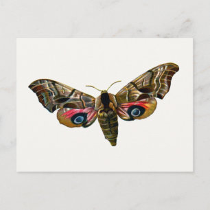Carte Postale Smerinthus ocellata - Eyed Hawk-Moth - Color Image