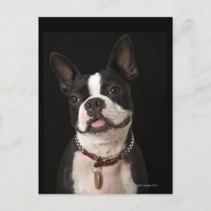 Carte Postale Smiling Boston terrier with collar
