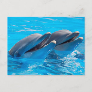Carte Postale Smiling Dolphins