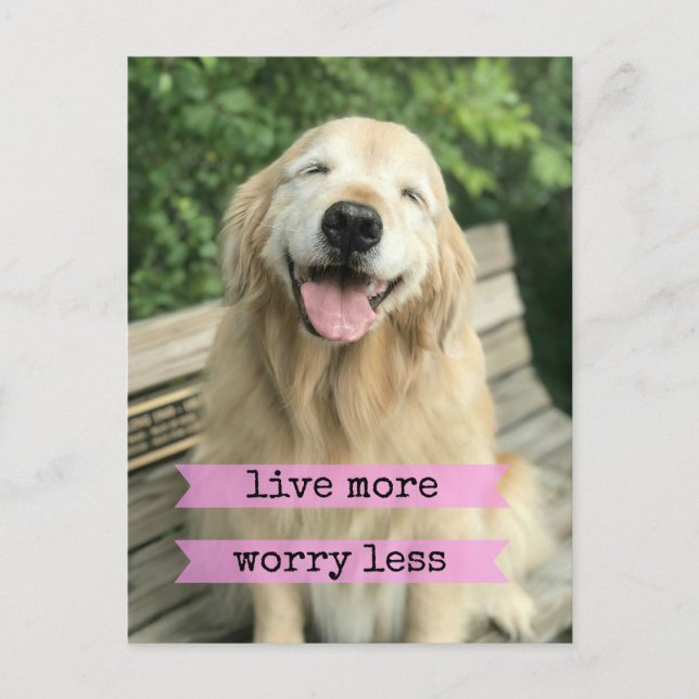 Carte Postale Smiling Golden Retriever Chien Vivre Plus Inquiète (Devant)