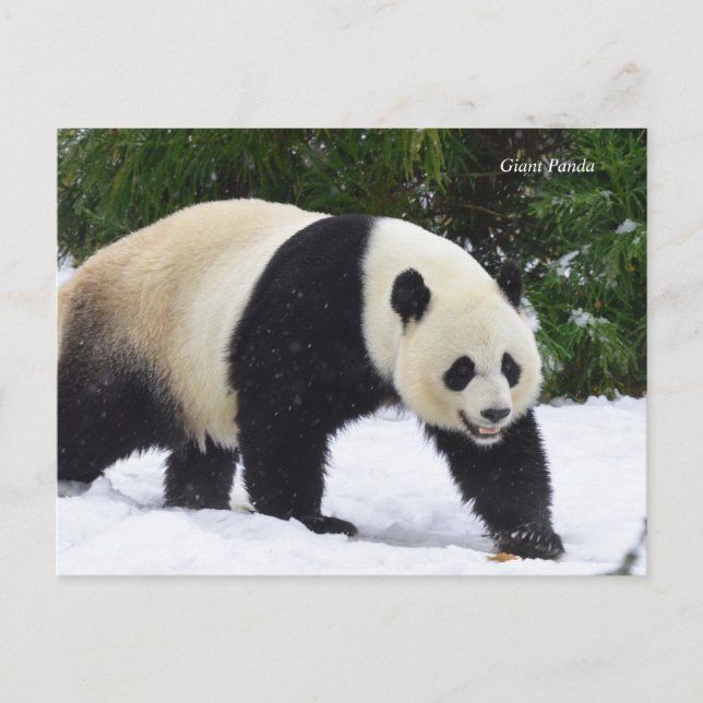Carte Postale Smithsonian | Pandas Géants Dans La Neige (Devant)