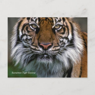 Carte Postale Smithsonian   Sumatran Tiger Soyono