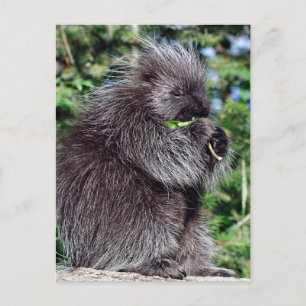 Carte Postale Snacking Porcupine
