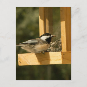 Carte Postale Snacktime de poulet CSNA