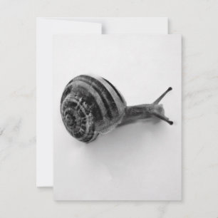 Carte postale Snail