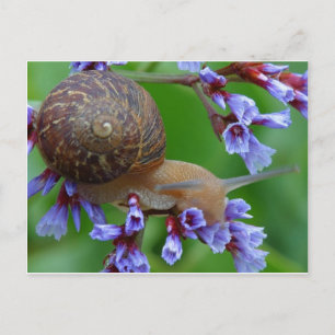 Carte Postale Snail
