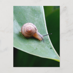 Carte Postale Snail du jardin Brown