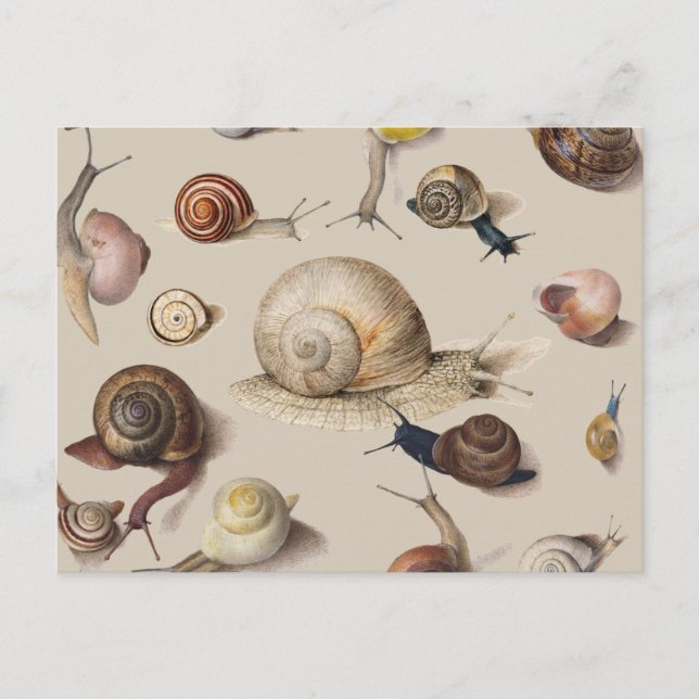 Carte Postale Snail Slug Garden Pet Gastropod (Devant)