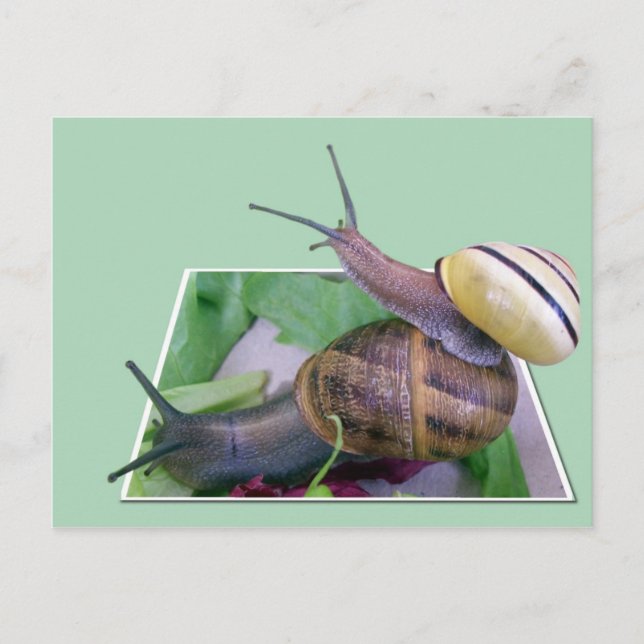 Carte postale Snails (Devant)