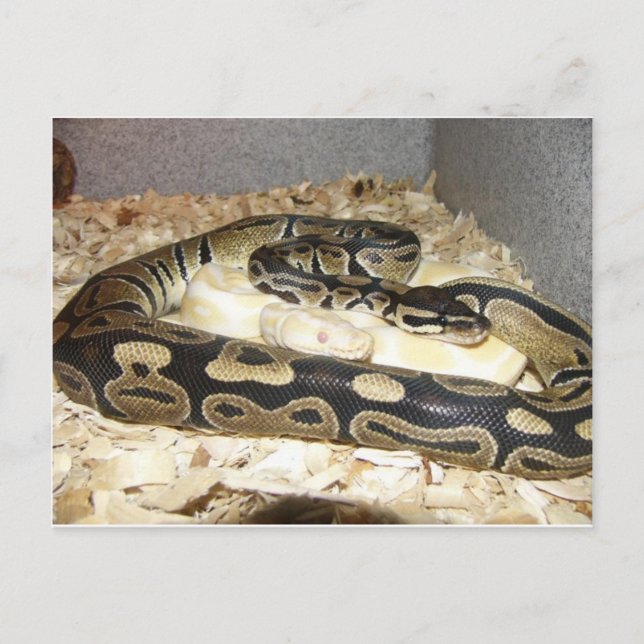 Carte postale Snake (Devant)