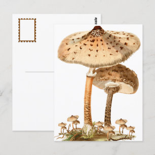 Carte Postale Snake Agaric Funghi Script Vintage