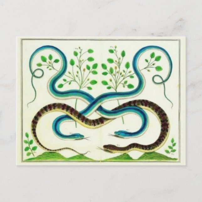 Carte postale Snakes (Devant)