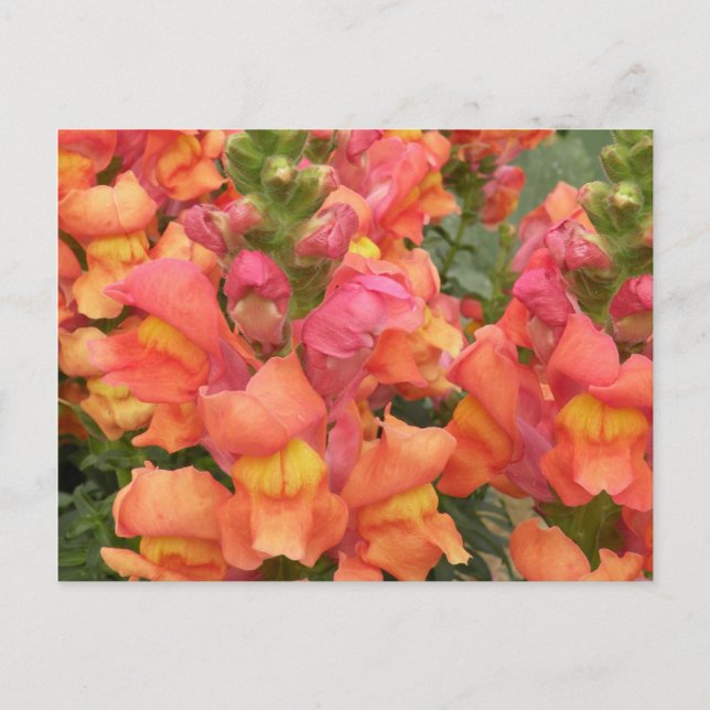 Carte postale Snapdragon (Devant)