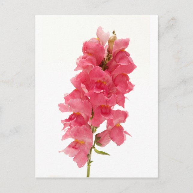 Carte Postale Snapdragon commun (Devant)