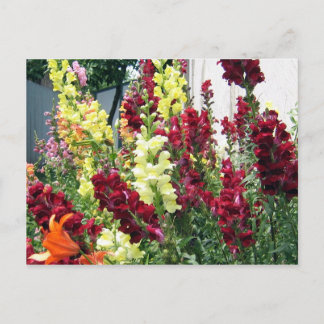 Carte Postale Snapdragons de fusées gras