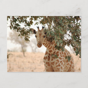 Carte Postale Snoopy Giraffe