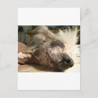 Carte Postale snooser