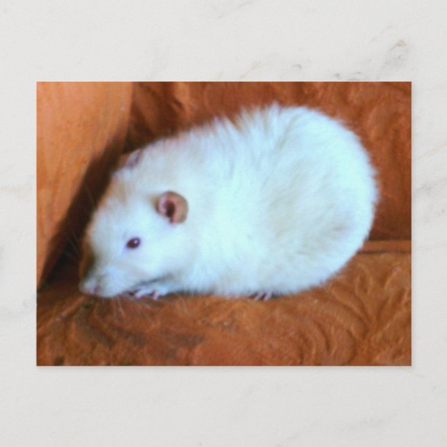 Carte postale Snowball White Rat (Devant)