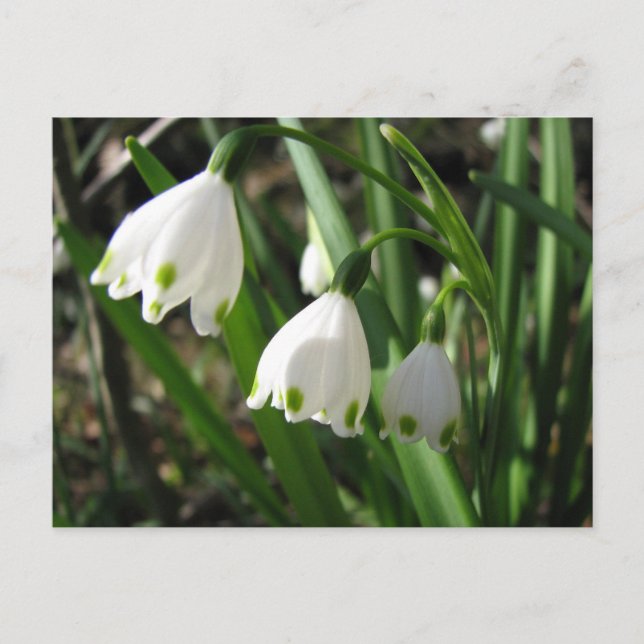 Carte Postale Snowbells (Devant)