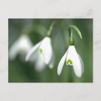 Carte Postale snowdrop, de la collection de cadeaux de fleurs