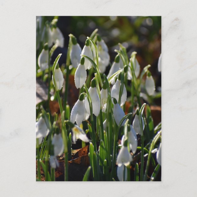 Carte Postale Snowdrops (Devant)